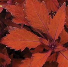 Coleus special flame for sale  UK