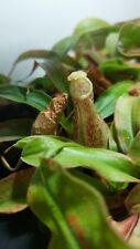 Nepenthes rafflesiana speckled gebraucht kaufen  Rheinbach