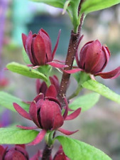 Sweet shrub for sale  Mcminnville