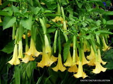 GOLDER ANGEL'S TRUMPET brugmansia sanguinea aurea flowering tree seed 10 seeds for sale  Shipping to South Africa