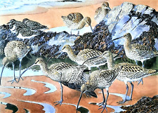 .curlews turnstones shore. for sale  NELSON
