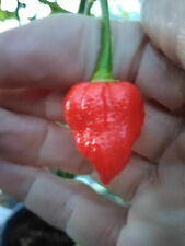 Red trinidad scorpion for sale  BRIERLEY HILL