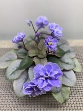 African violet pair for sale  Baltimore