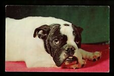 Bulldog postcard dexter for sale  Trenton