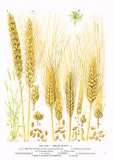 Grain crop wheat for sale  DEREHAM