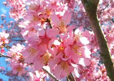 Cherrys okames flowering for sale  Mcminnville