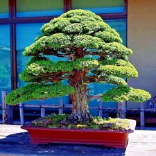 cedar bonsai for sale  Lincolnton