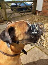 mastiff dog for sale  LEICESTER