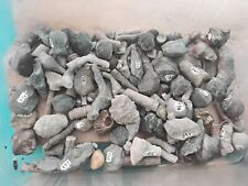Collection assorted fossils for sale  WEST BROMWICH