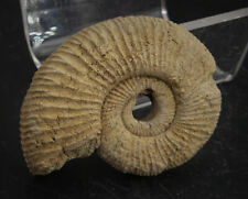 Ammonite fossile perisphinctes d'occasion  Marcq-en-Barœul