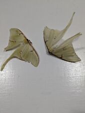 Luna moth pair for sale  Ocala