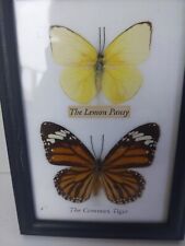 Beautiful butterflies lemon for sale  Norco