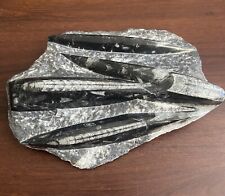 Orthoceras cephalopods fossil for sale  Redondo Beach