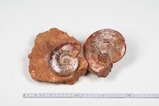 Große ammoniten fossilien gebraucht kaufen  Hannover