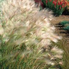 Squirrel tail grass for sale  GRIMSBY