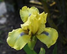 Schwertlilie iris blue gebraucht kaufen  Markt Bibart