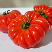 Pomodoro costoluto genovese usato  Porto Sant Elpidio