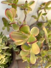 Rainbow jade plant for sale  Van Nuys