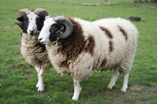 Jacob sheep wool for sale  Shipping to Ireland