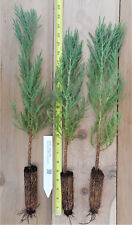 Giant sequoia trees for sale  Albany
