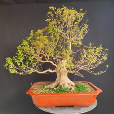 Bonsai esemplare acero usato  San Pancrazio Salentino