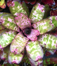 bromeliad plant for sale  USA