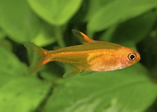 Ember tetra vibrant for sale  LONDON