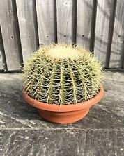 Golden barrel cactus for sale  BRISTOL