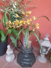 Raffinata orchidea gialla usato  Ciampino