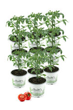Tomatenpflanze sorte harzfeuer gebraucht kaufen  Obrighoven