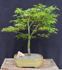 Japanese maple bonsai for sale  Patchogue
