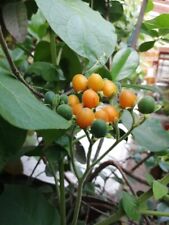 Zwergtamarillo-Solanum abutiloides-enano amarillo 10+ semillas-semillas So 057 segunda mano  Embacar hacia Spain