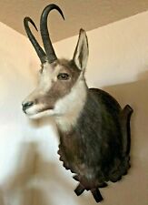 Chamois shoulder head for sale  La Barge