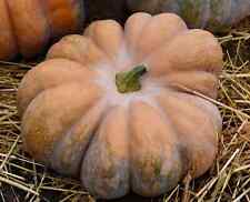 Fairy tale pumpkin for sale  Deltona