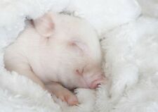 Adorable sleepy piglet for sale  SELBY