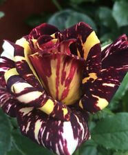 Yellow maroon stripe for sale  BIRMINGHAM