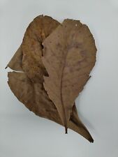 Dried catappa leaves for sale  CREWE