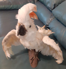 Rare taxidermy moluccan for sale  Pompano Beach