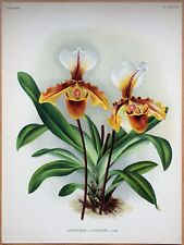 Orchid cypripedium vialianum for sale  SHREWSBURY