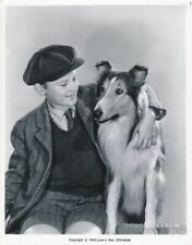 Lassie collie dog for sale  Oakland