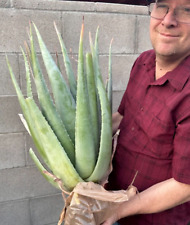 plant vera aloe for sale  Tucson