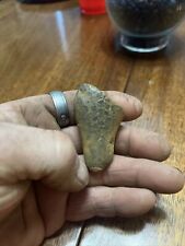 t rex tooth fossil for sale  Battle Creek