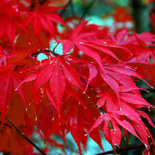 Red japanese maple for sale  Lincolnton