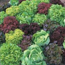 Thompson morgan lettuce for sale  IPSWICH