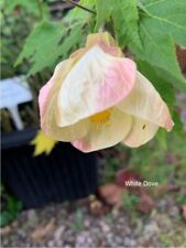 Abutilon rooted plugs for sale  LEOMINSTER