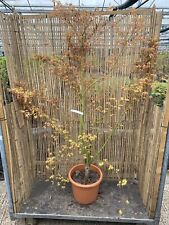 Acer katsura 15l for sale  SOUTHAMPTON