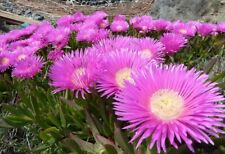 5000 graines carpobrotus d'occasion  Saint-Raphaël