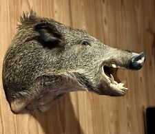 hog hunts for sale  Wynnewood
