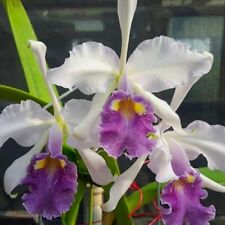 pots orchid for sale  Great Neck