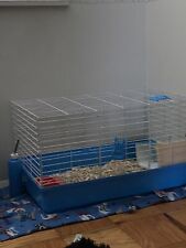 Starter guinea pig for sale  Brooklyn